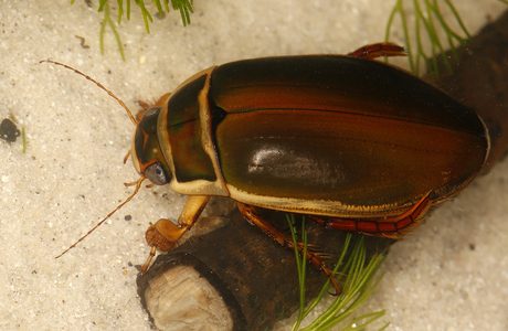 Gelbrandkäfer (Dytiscus marginalis) - © Gernot  Kunz